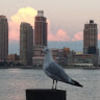 clairebird427